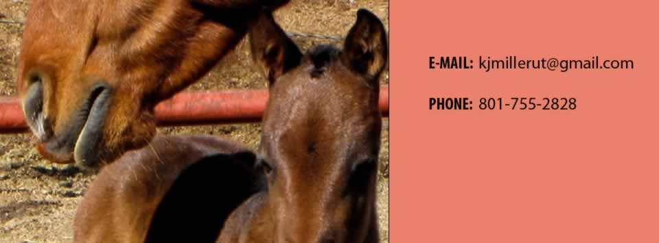 wasatch web contact information